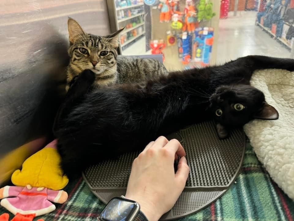 FRED, an adoptable Domestic Short Hair in Capshaw, AL, 35742 | Photo Image 3