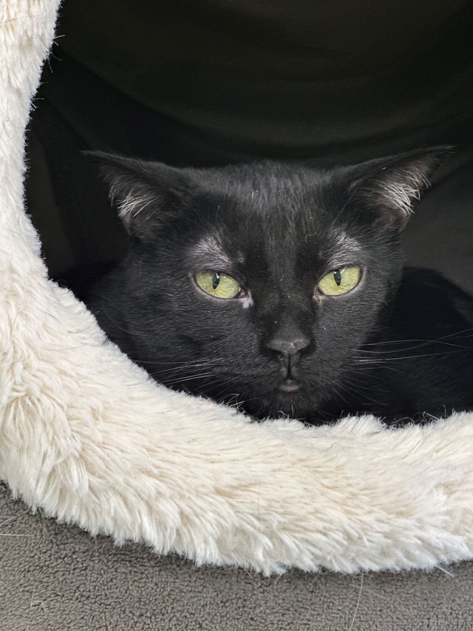 Tiara, an adoptable Domestic Short Hair in Evergreen, CO, 80437 | Photo Image 2