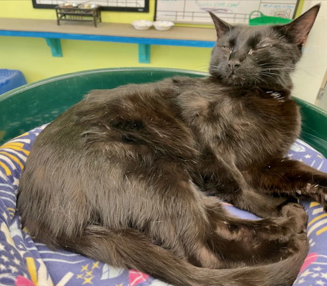 Tiara, an adoptable Domestic Short Hair in Evergreen, CO, 80437 | Photo Image 3