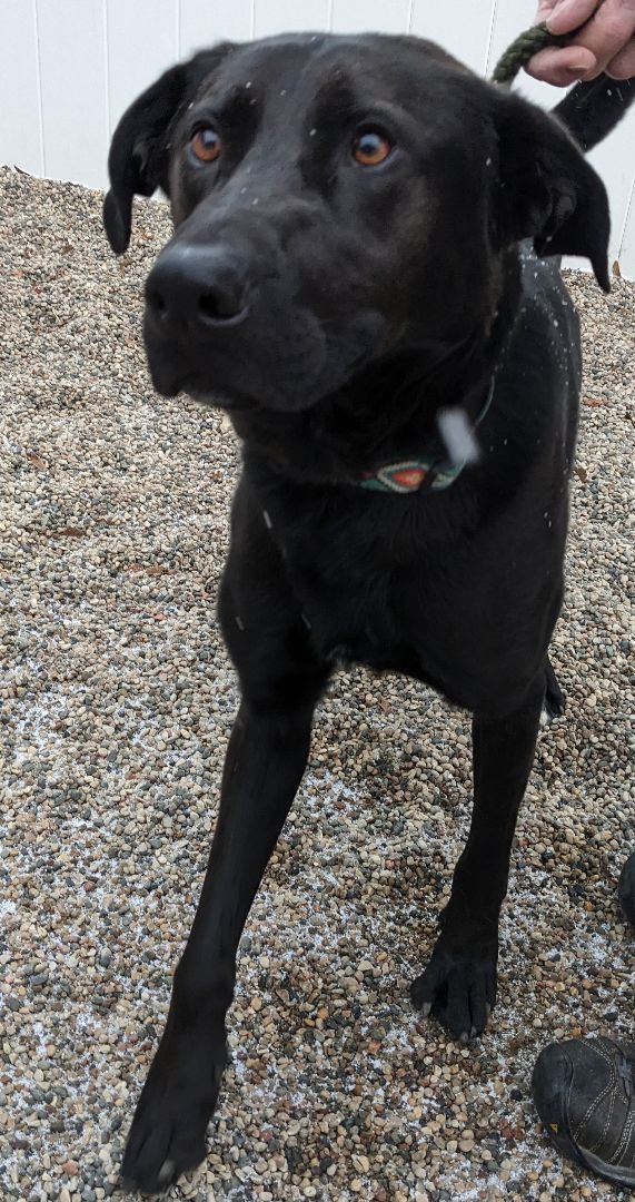 Brock, an adoptable Black Labrador Retriever in New Ulm, MN, 56073 | Photo Image 1
