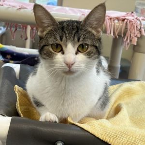 Cats for Adoption Near Ohio, OH