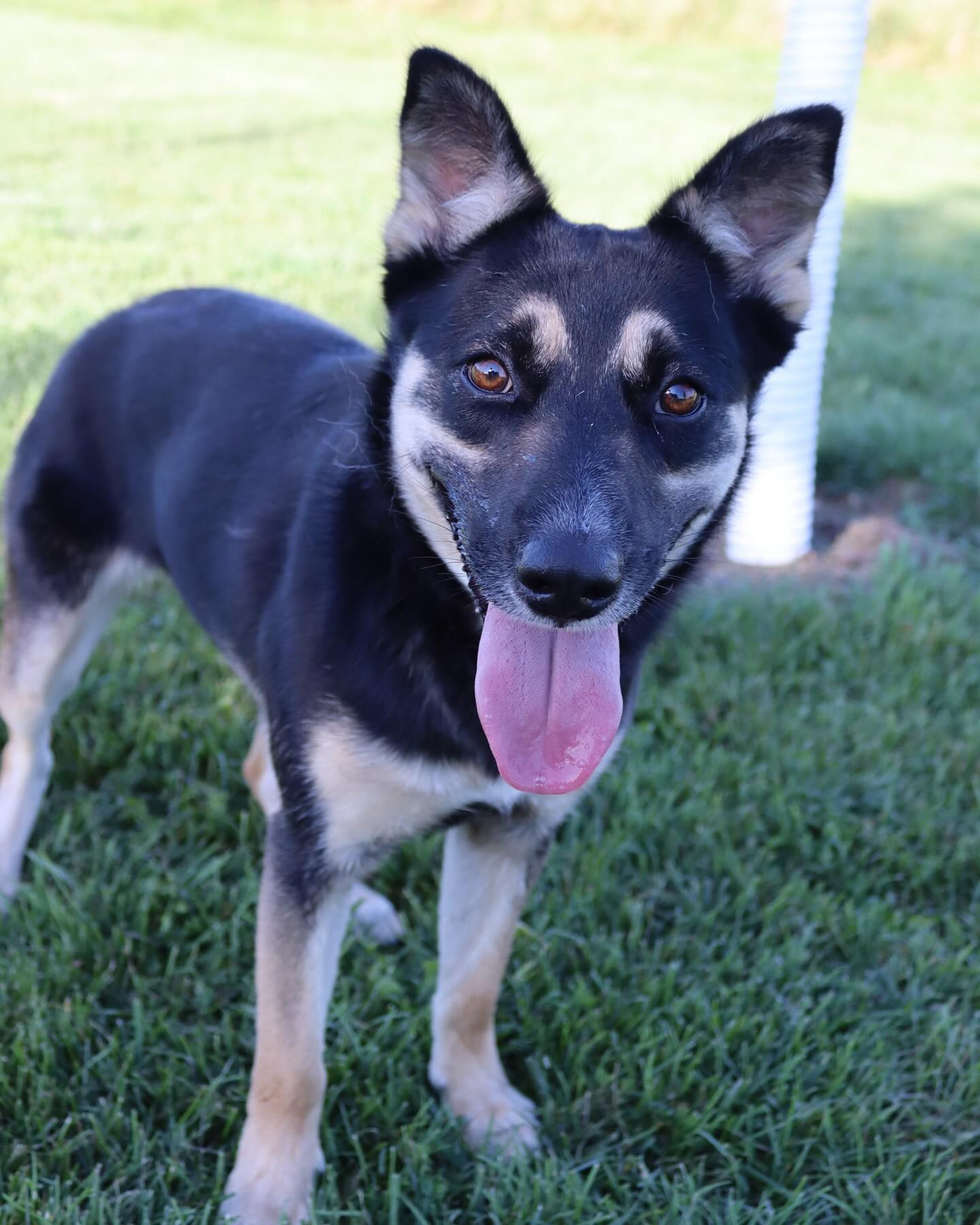 Lyra, an adoptable Cattle Dog, German Shepherd Dog in Austin, MN, 55912 | Photo Image 1