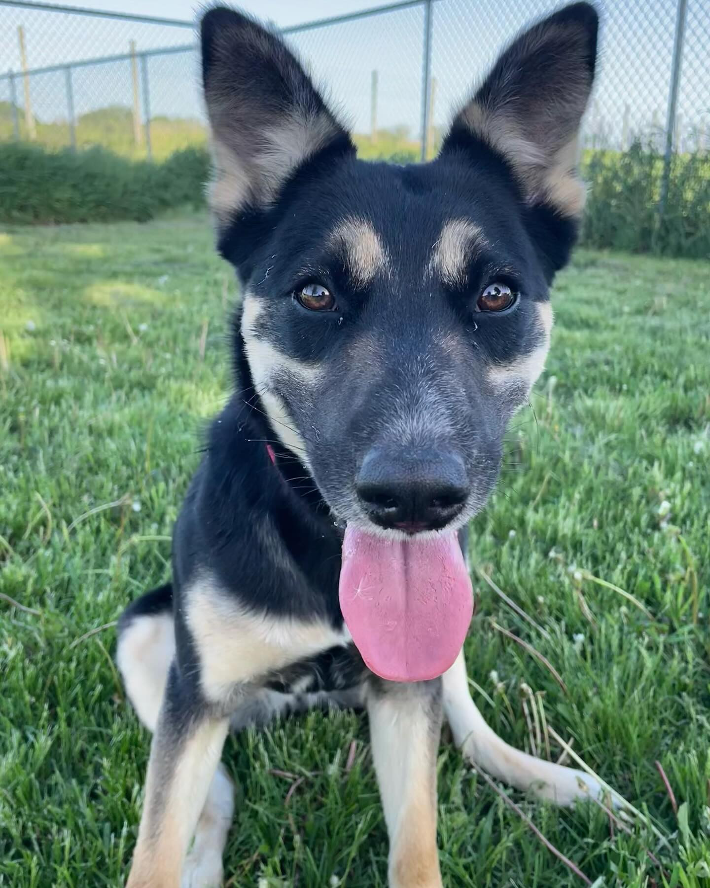 Lyra, an adoptable Cattle Dog, German Shepherd Dog in Austin, MN, 55912 | Photo Image 2