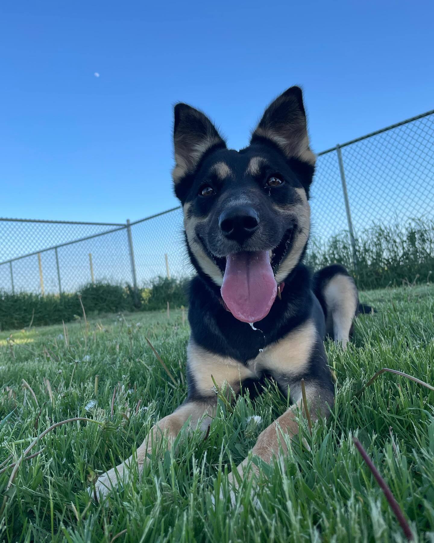 Lyra, an adoptable Cattle Dog, German Shepherd Dog in Austin, MN, 55912 | Photo Image 3