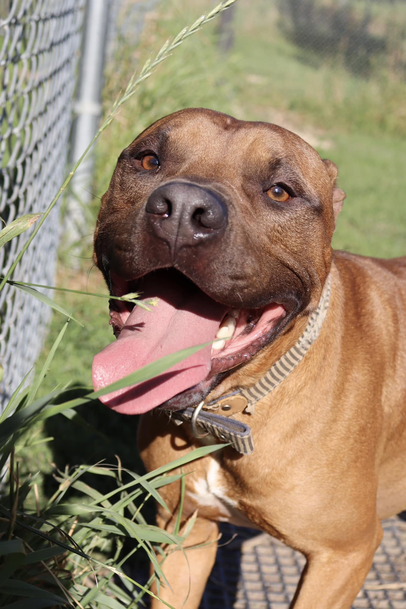 Todd, an adoptable Pit Bull Terrier, Dogue de Bordeaux in Austin, MN, 55912 | Photo Image 1