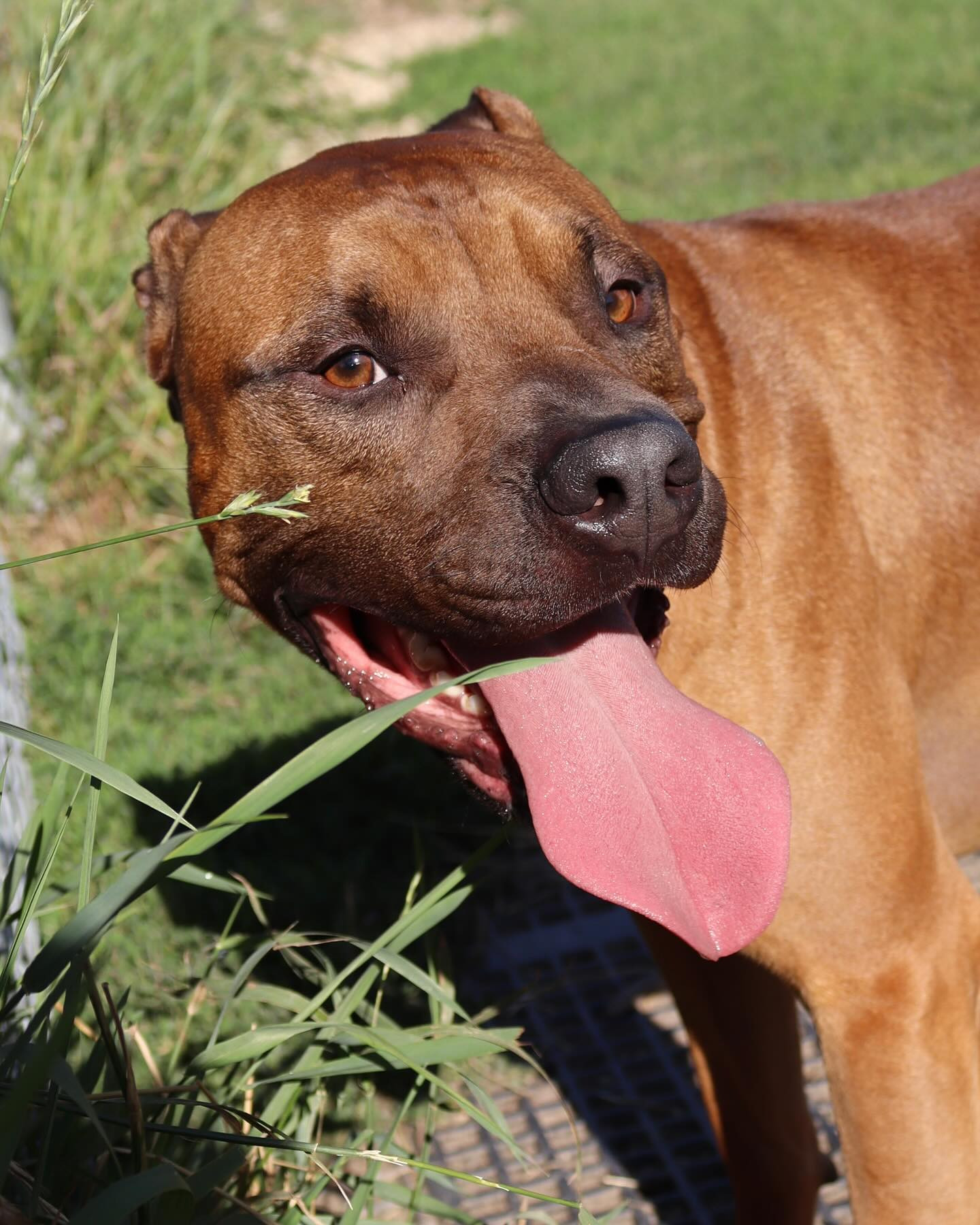 Todd, an adoptable Pit Bull Terrier, Dogue de Bordeaux in Austin, MN, 55912 | Photo Image 1