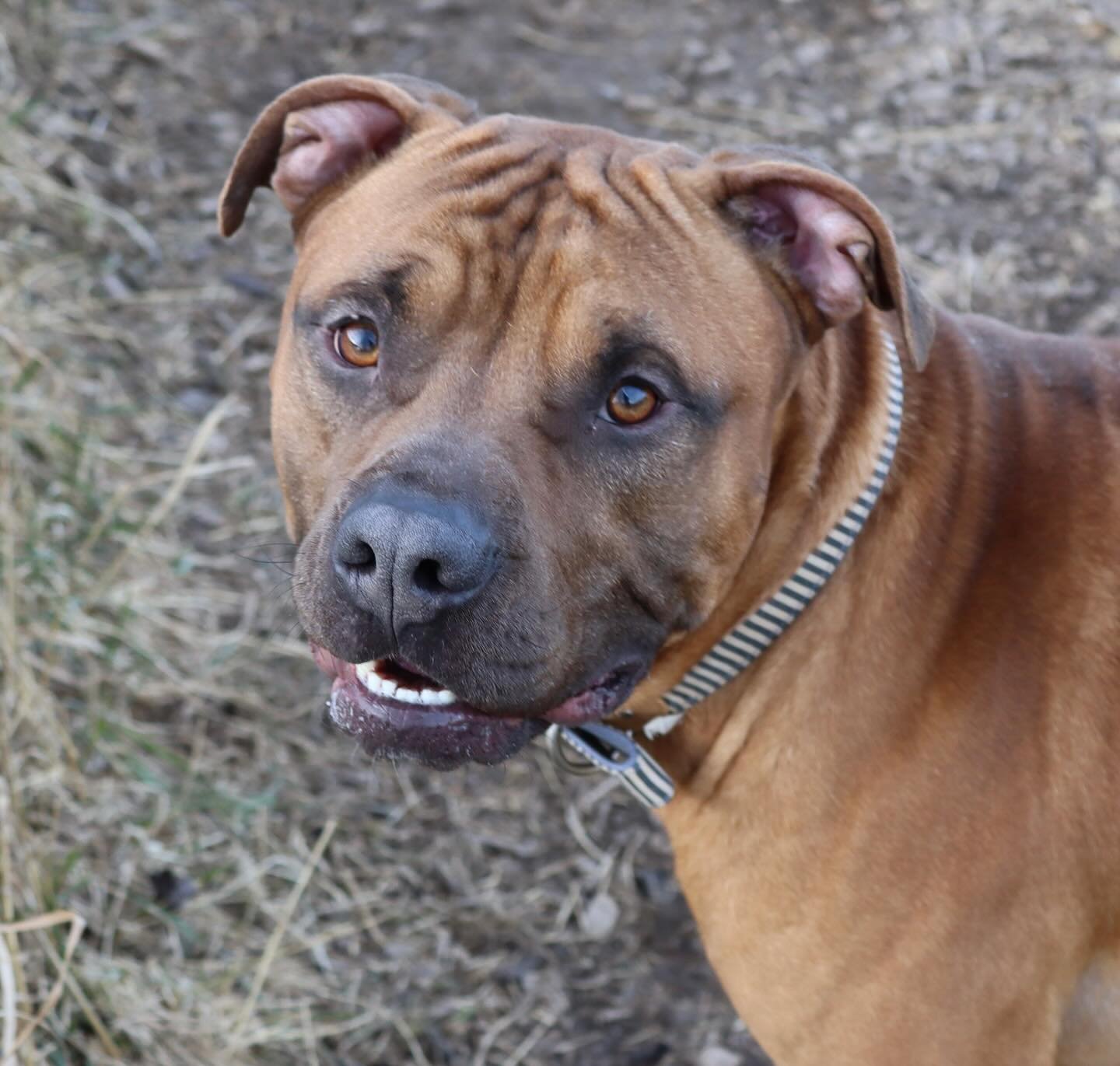 Todd, an adoptable Pit Bull Terrier, Dogue de Bordeaux in Austin, MN, 55912 | Photo Image 2