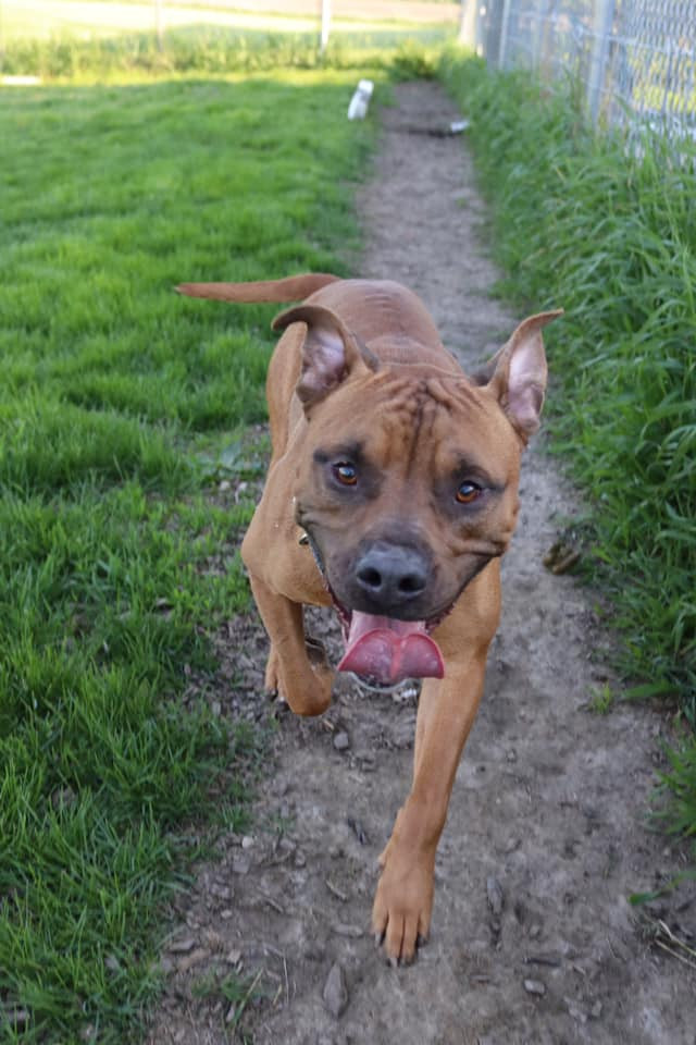 Todd, an adoptable Pit Bull Terrier, Dogue de Bordeaux in Austin, MN, 55912 | Photo Image 2