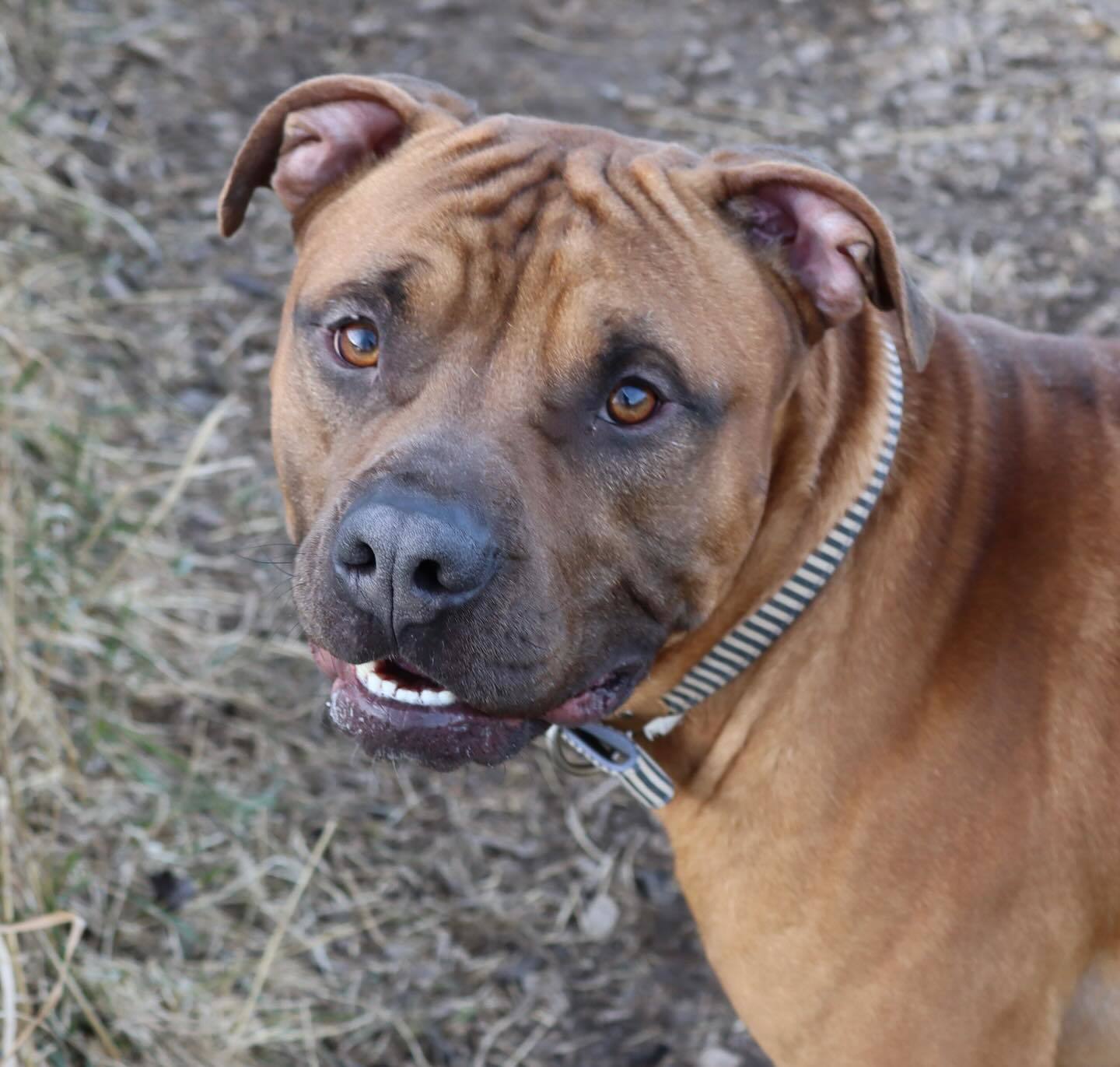 Todd, an adoptable Pit Bull Terrier, Dogue de Bordeaux in Austin, MN, 55912 | Photo Image 3