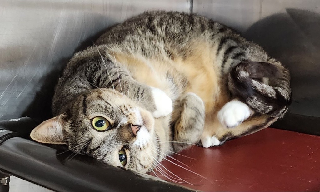 Cat Benatar, an adoptable Domestic Short Hair in Fort Lupton, CO, 80621 | Photo Image 1