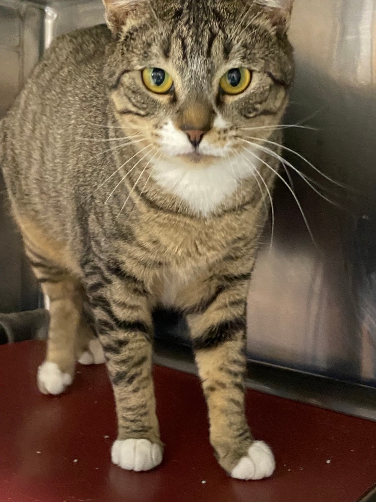 Cat Benatar, an adoptable Domestic Short Hair in Fort Lupton, CO, 80621 | Photo Image 2