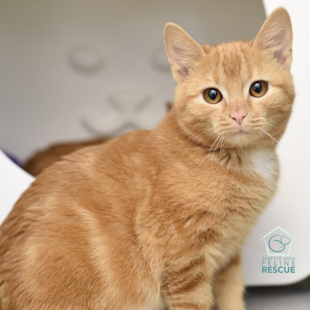 Cat for adoption Mopsy, a Domestic Short Hair in Shoreline, WA