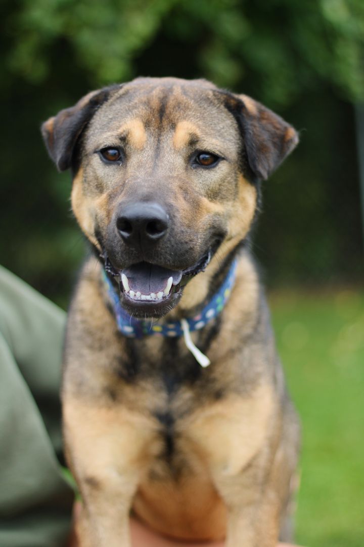 Dog for adoption - Yzma, a Shar-Pei & Shepherd Mix in Battle Creek, MI ...