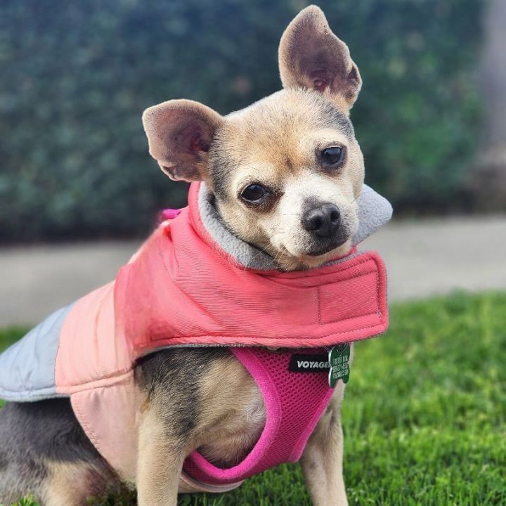 Tressie, an adoptable Chihuahua in Clovis, CA_image-1