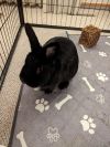 Java Max (fostered in Omaha) photo 2