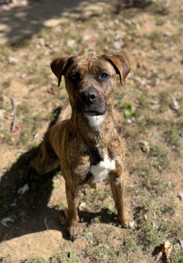 Rivka, an adoptable Boxer, Pit Bull Terrier in Versailles, KY, 40383 | Photo Image 2