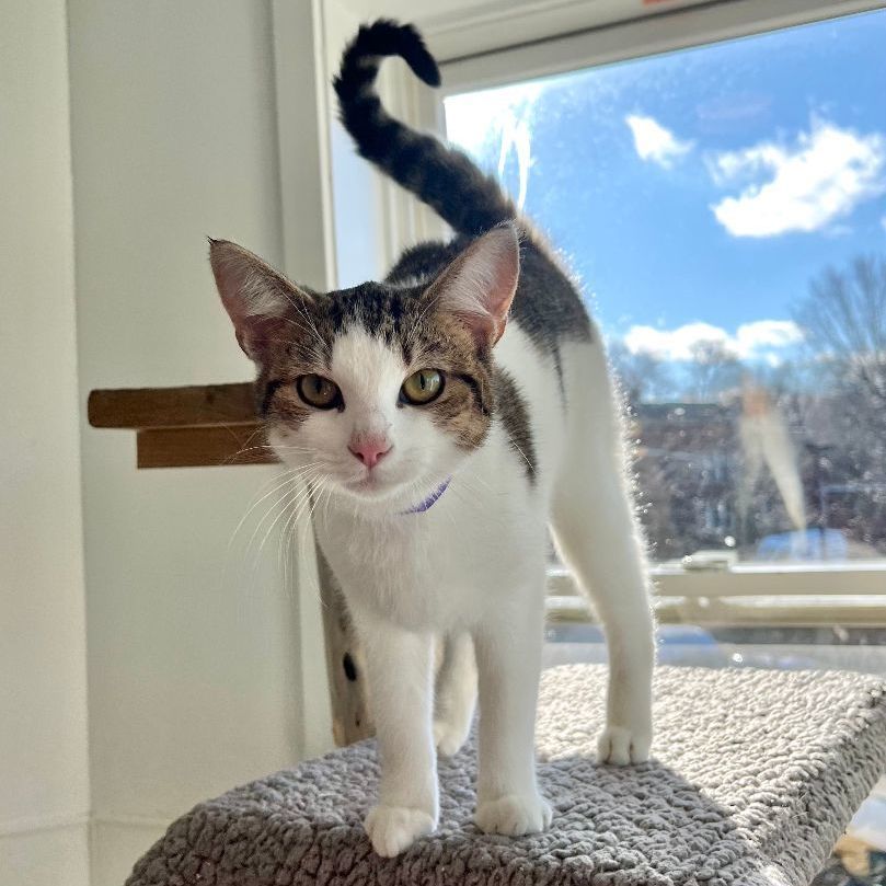 Cat for adoption - Poki, a Domestic Short Hair in Chicago, IL