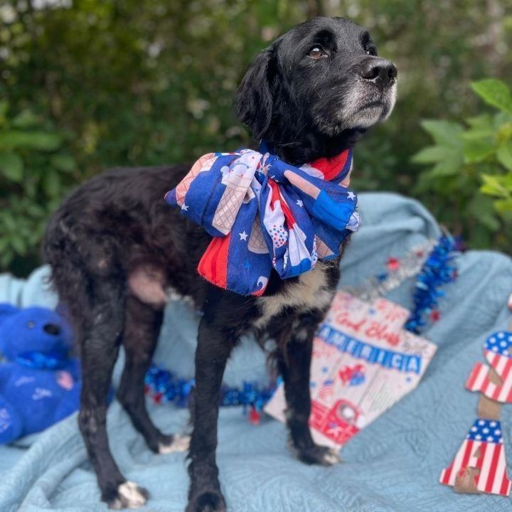 Petfinder flat coated retriever sales