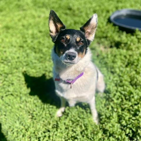 Trix, an adoptable Mixed Breed in Glenwood Springs, CO, 81601 | Photo Image 2