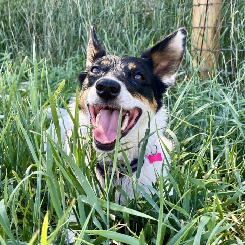 Trix, an adoptable Mixed Breed in Glenwood Springs, CO, 81601 | Photo Image 3