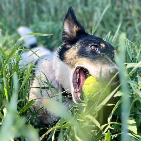 Trix, an adoptable Mixed Breed in Glenwood Springs, CO, 81601 | Photo Image 5