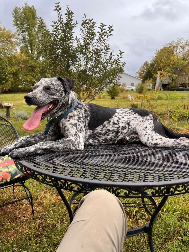 Catahoula 2024 dalmation mix