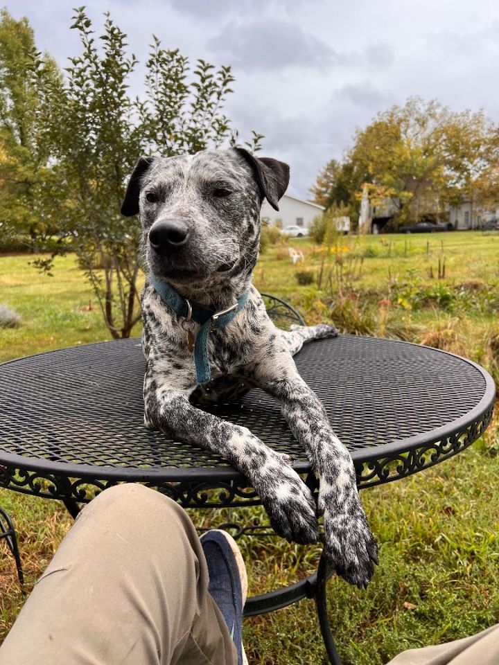 Catahoula store dalmation mix