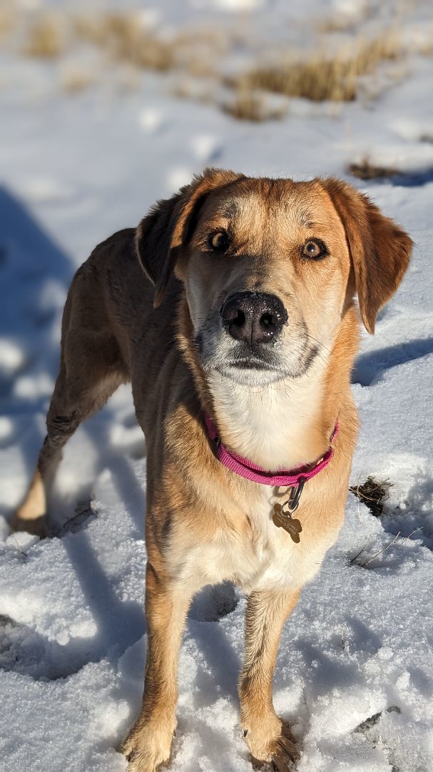 Squeaky , an adoptable Labrador Retriever in Ridgway, CO, 81432 | Photo Image 4