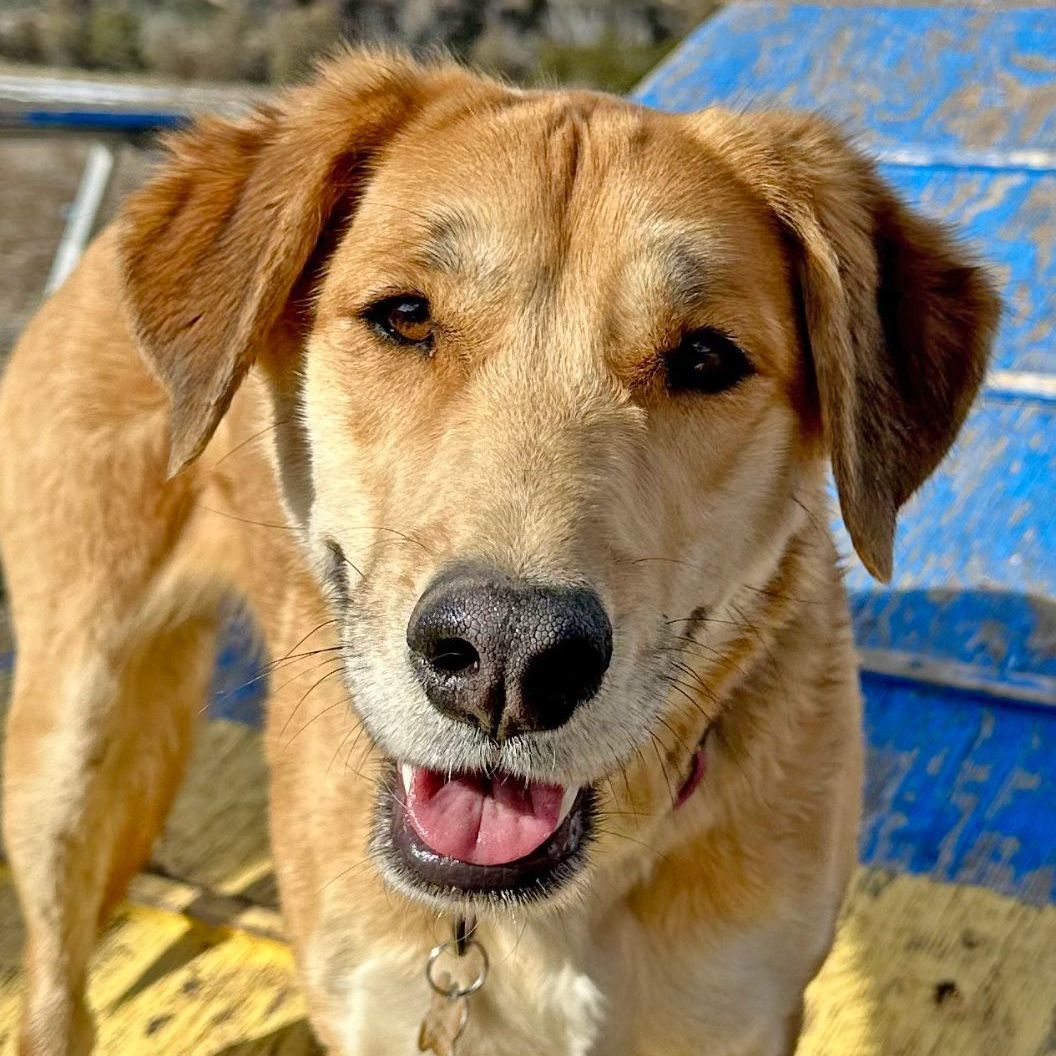 Squeaky , an adoptable Labrador Retriever in Ridgway, CO, 81432 | Photo Image 1