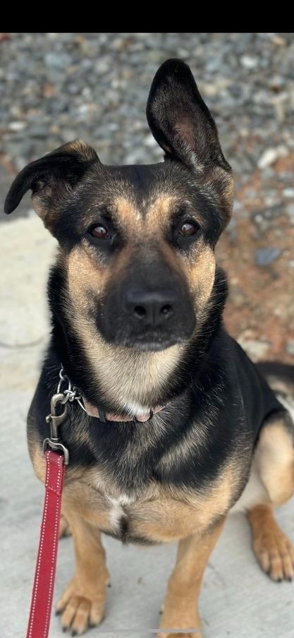 Maddie, an adoptable German Shepherd Dog in Brookings, OR, 97415 | Photo Image 1