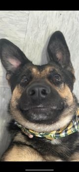 Maddie, an adoptable German Shepherd Dog in Brookings, OR, 97415 | Photo Image 4