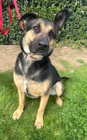 Maddie, an adoptable German Shepherd Dog in Brookings, OR, 97415 | Photo Image 5