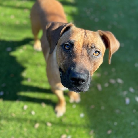 Indiana A2115156 1