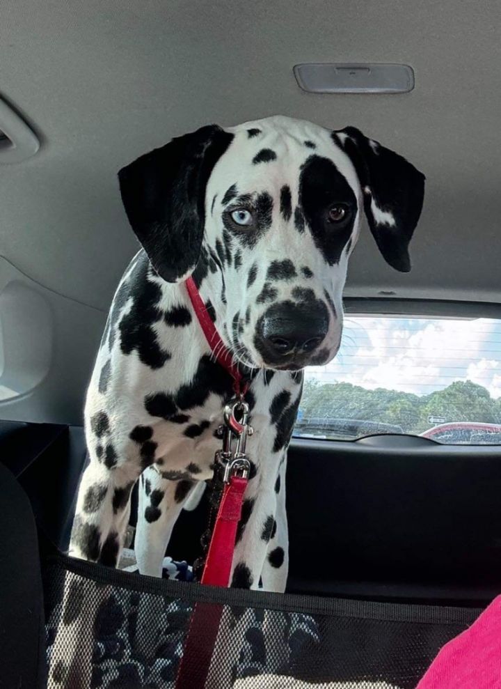 Petfinder dalmatian store