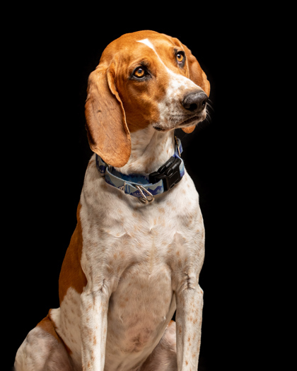 Gunner, an adoptable Coonhound, Mixed Breed in Durango, CO, 81301 | Photo Image 2