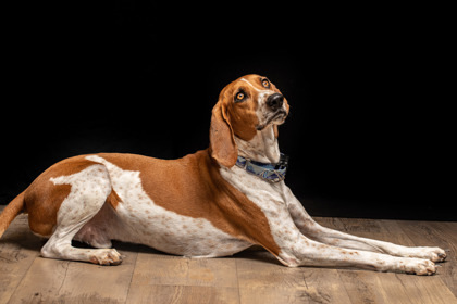 Gunner, an adoptable Coonhound, Mixed Breed in Durango, CO, 81301 | Photo Image 3