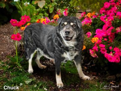 CHUCK, an adoptable Mixed Breed in Santa Fe, NM, 87507 | Photo Image 1