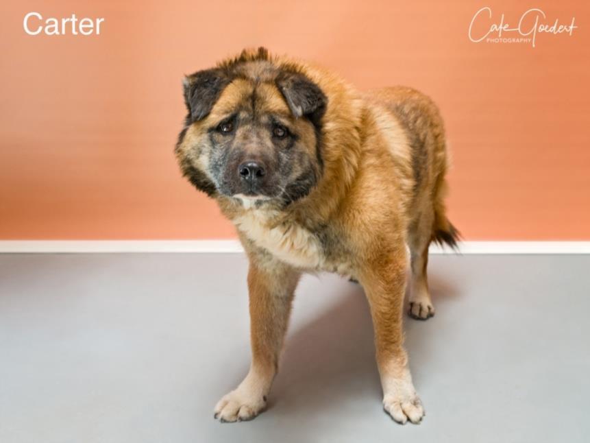 CARTER, an adoptable Mixed Breed in Santa Fe, NM, 87507 | Photo Image 1