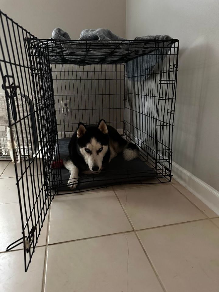 Carlos 2024 dog cage