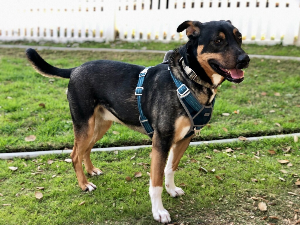 Odin (403), an adoptable Shepherd, Mixed Breed in Yucaipa, CA, 92399 | Photo Image 1