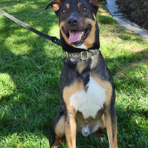 Odin (403), an adoptable Shepherd, Mixed Breed in Yucaipa, CA, 92399 | Photo Image 6