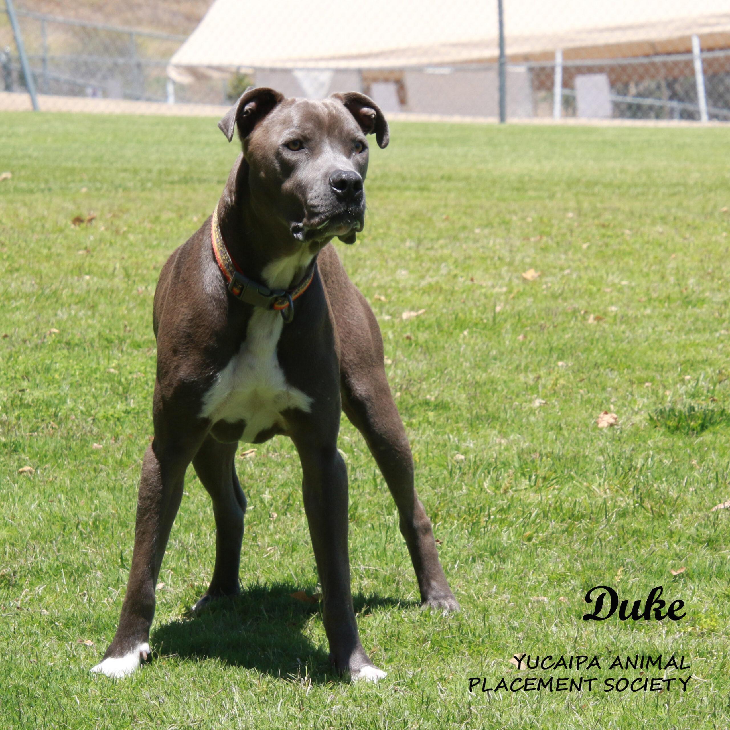Duke (825), an adoptable Pit Bull Terrier, Mixed Breed in Yucaipa, CA, 92399 | Photo Image 1