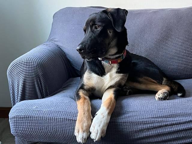 Arlo in NH! Come Meet our Adoptable Dogs 2/2 and 2/3! More info in Bio! , an adoptable Hound & Shepherd Mix in Manchester, NH_image-1