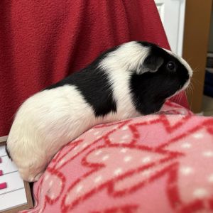 Cindy, Adult Female unknown