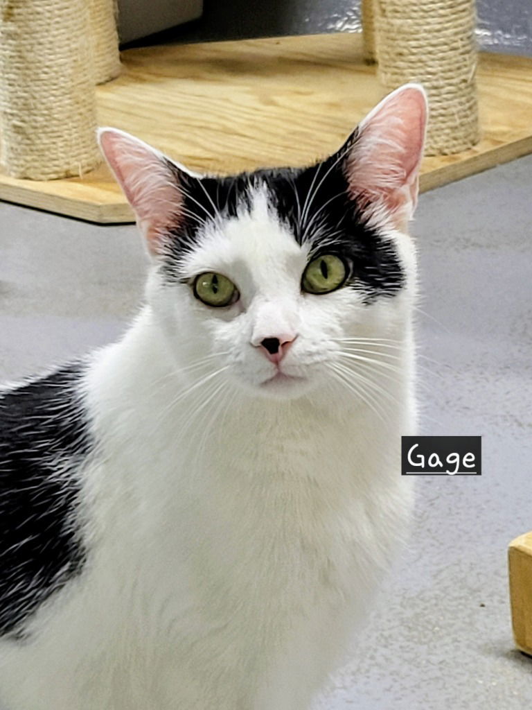 Gage