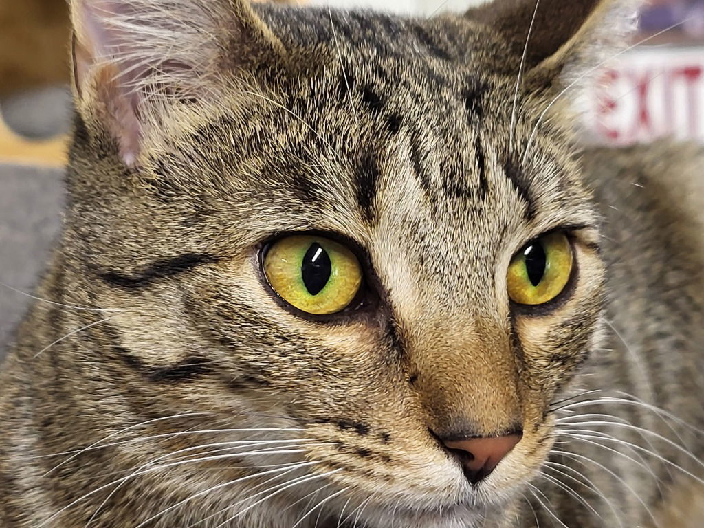 Tabitha