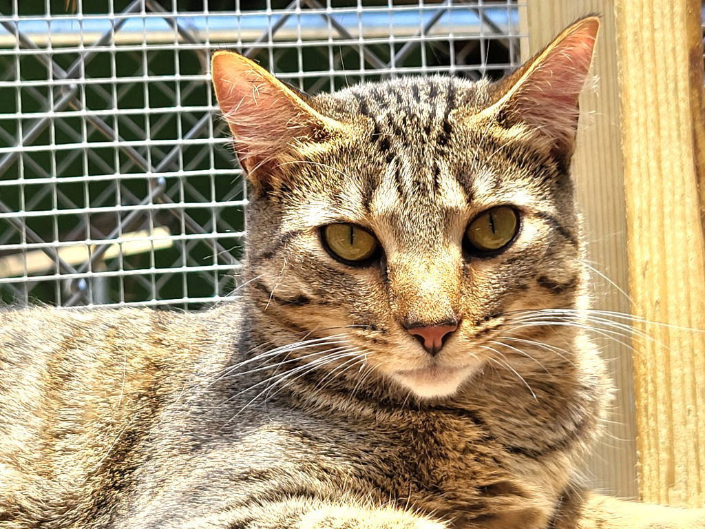 Tabitha