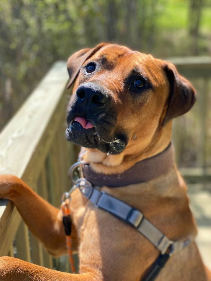 Dog for adoption 2311 0689 Trusty a Mastiff Mix in Virginia