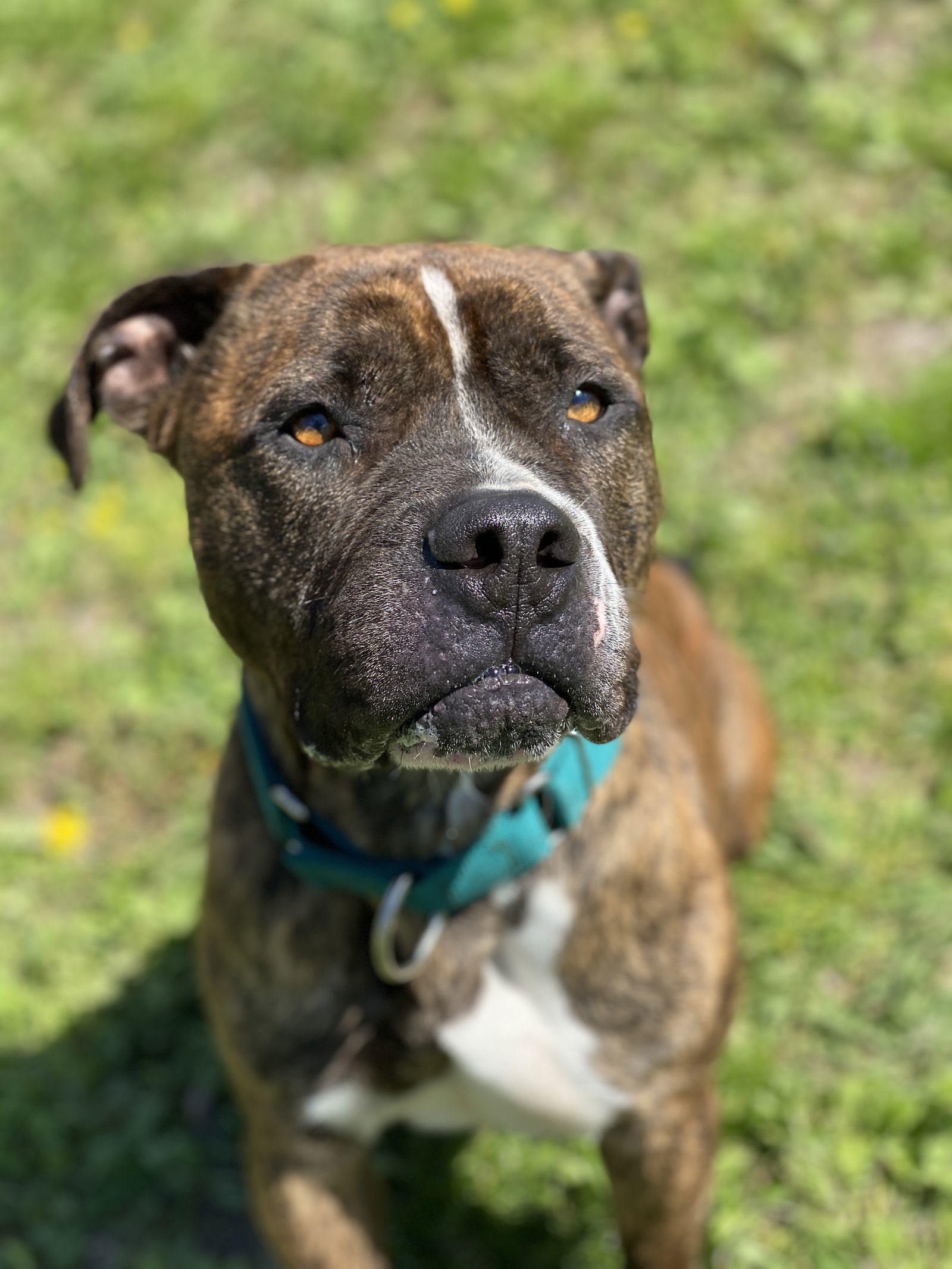 167870 King, an adoptable Pit Bull Terrier in Virginia Beach, VA, 23451 | Photo Image 4