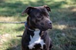 Blossom, an adoptable Terrier in Terre Haute, IN, 47803 | Photo Image 1